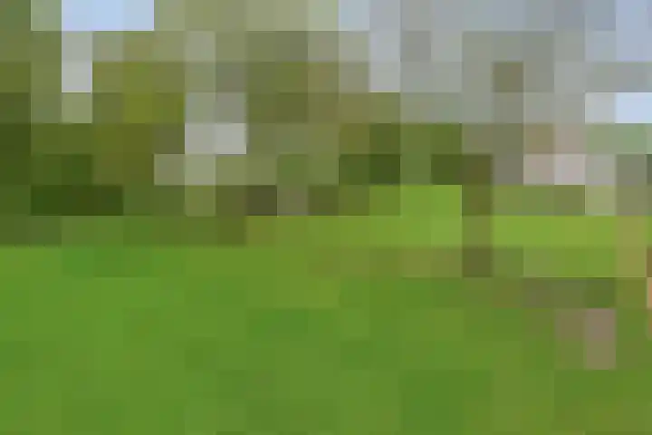 Ewinkel 7 Cuijk thumbnail 39