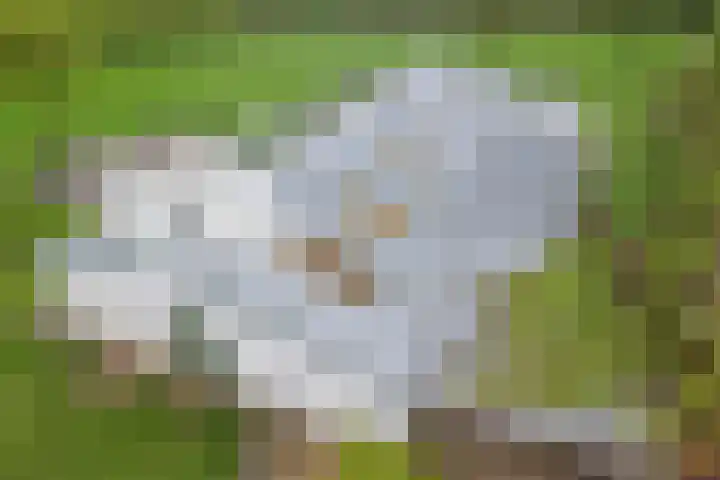Ewinkel 7 Cuijk thumbnail 40