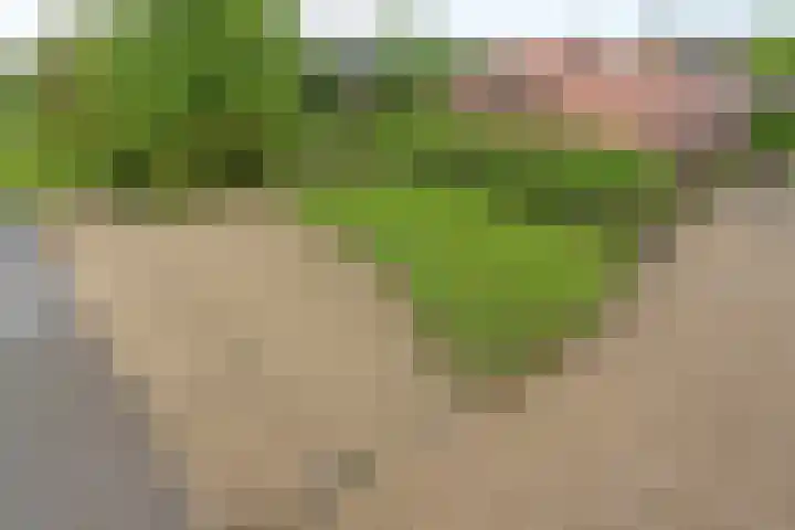 Ewinkel 7 Cuijk thumbnail 8