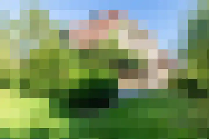 Exelsboom 2 Geleen thumbnail 18