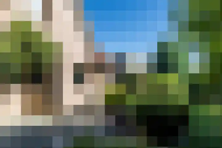 Exelsboom 2 Geleen thumbnail 21