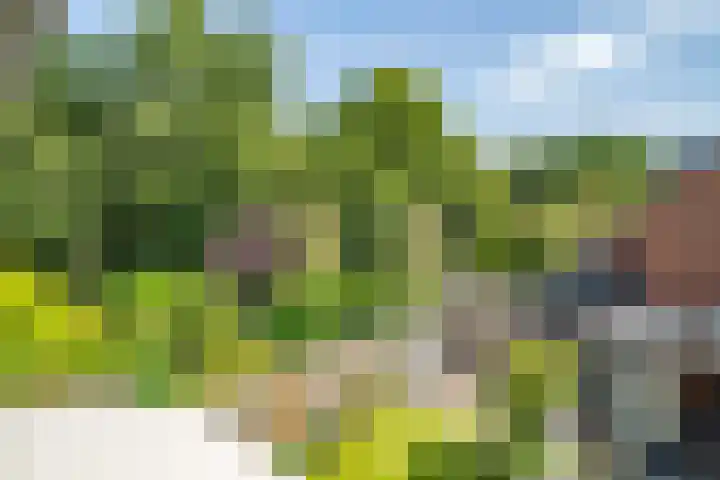 Fakkelgras 12 Leiden thumbnail 40