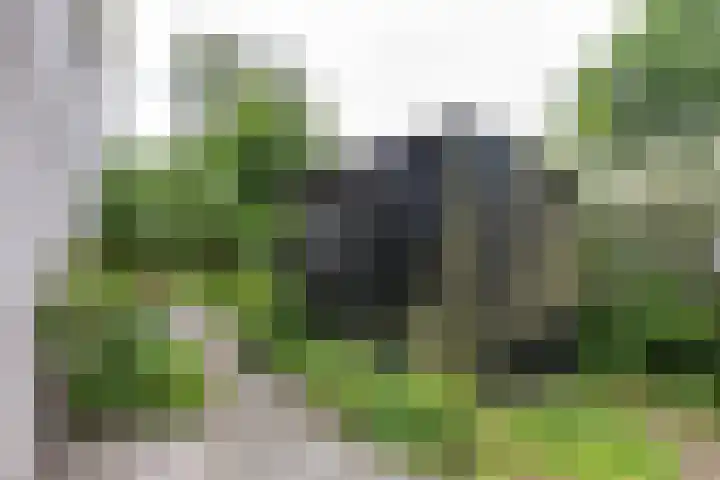 Falkenawei 3 Feanwâlden thumbnail 41