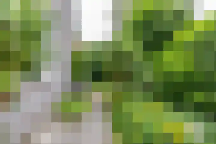 Falkenawei 3 Feanwâlden thumbnail 42