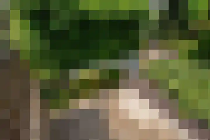 Falkland 23 Zoetermeer thumbnail 13