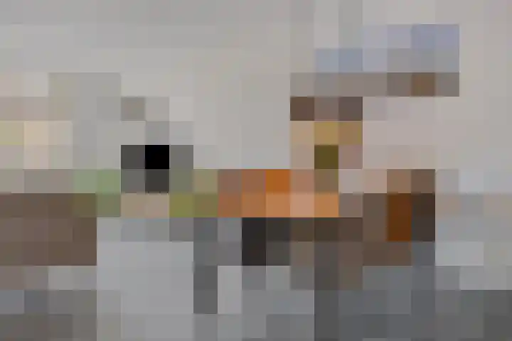 Faunalaan 58 Pijnacker thumbnail 11