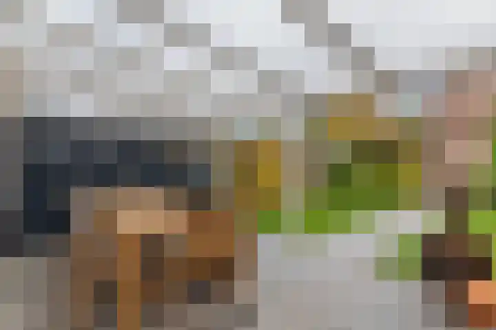 Faunalaan 78 Boxmeer thumbnail 21