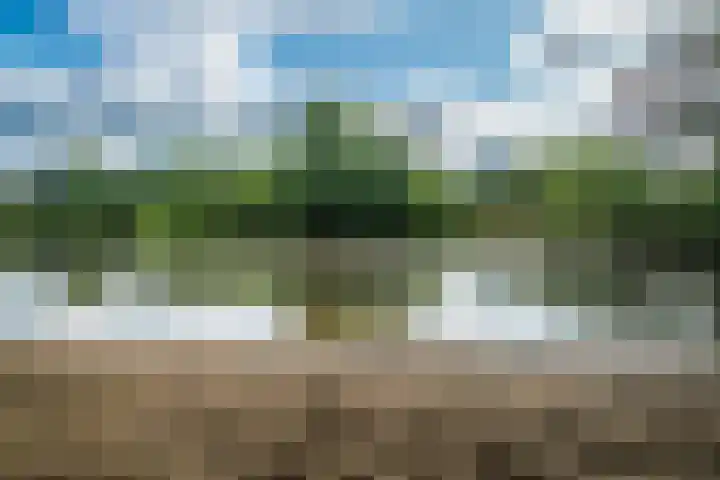 Fazant 142 Ridderkerk thumbnail 27