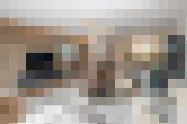 Fazant 142 Ridderkerk thumbnail 4