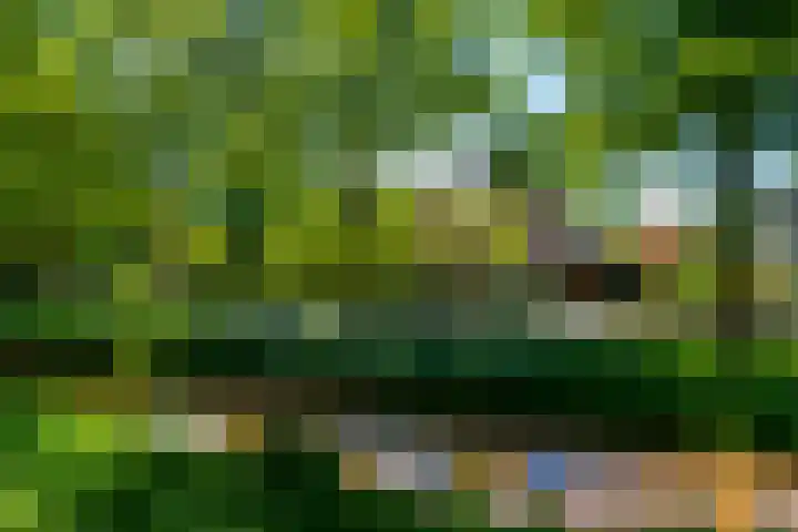 Fazant 35 Sprang-Capelle thumbnail 48