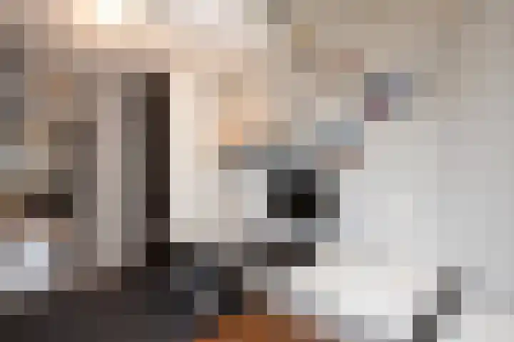 Fazant 68 Ridderkerk thumbnail 19