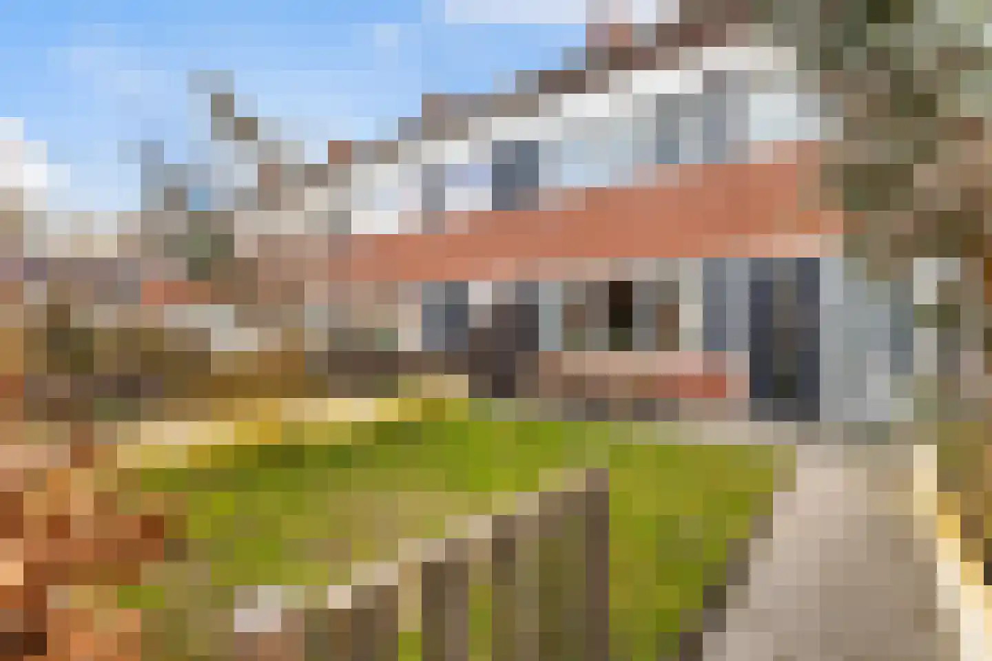 Fazant 8 Dokkum
