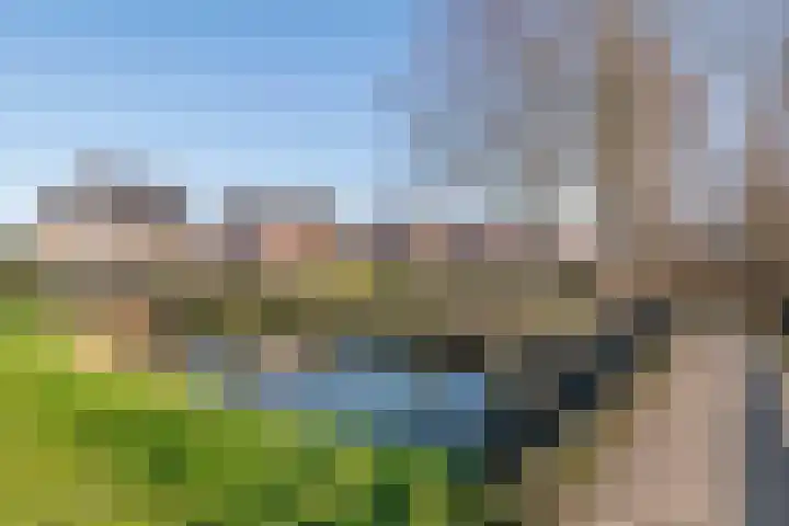 Fazant 8 Maurik thumbnail 65