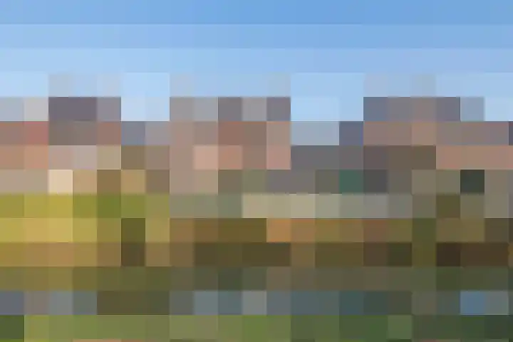 Fazant 8 Maurik thumbnail 66