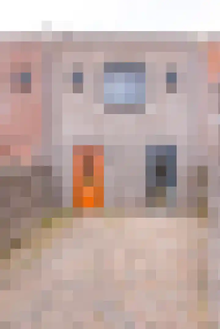 Fibula 21 Borger thumbnail 23