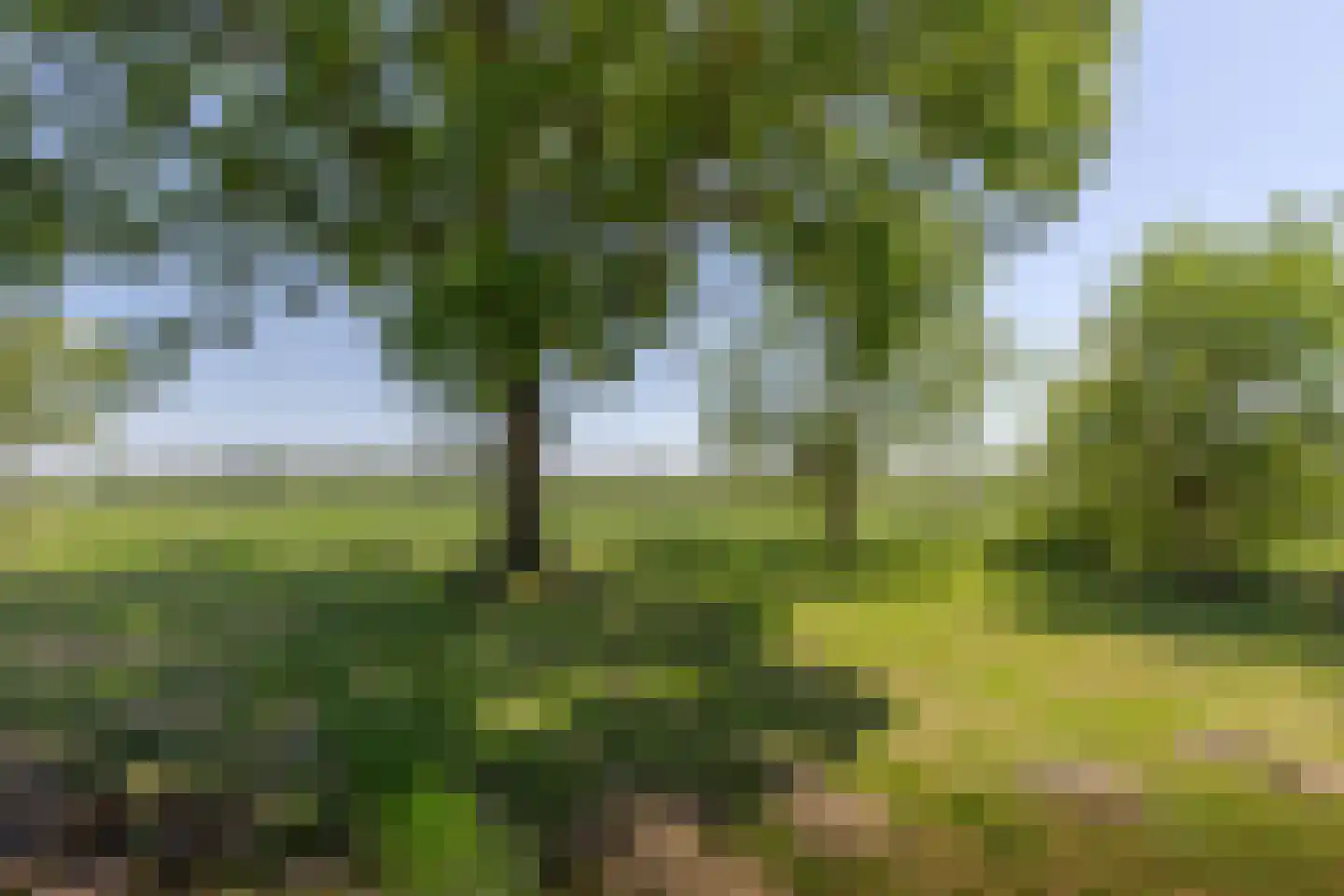 Fiifgeawei 8 Offingawier thumbnail 23