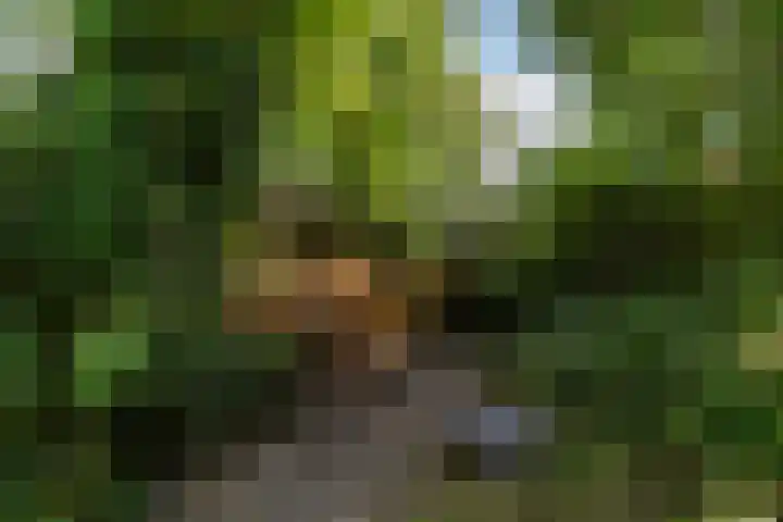 Finne 77 Hallum thumbnail 31