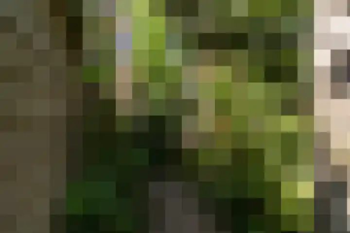 Finne 77 Hallum thumbnail 33
