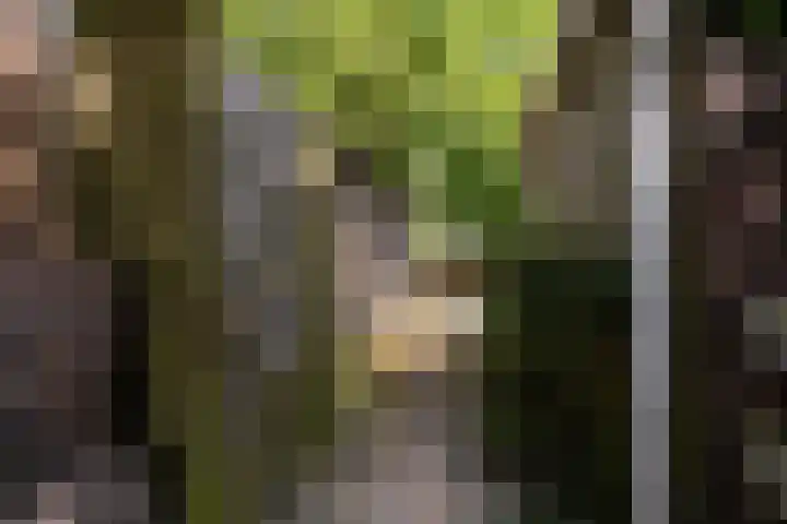 Finne 77 Hallum thumbnail 34