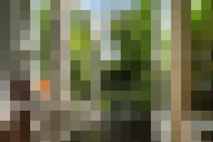 Finne 77 Hallum thumbnail 4