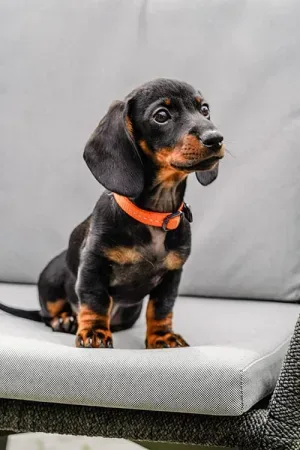 Foto van Fleurtje, de kantoorhond