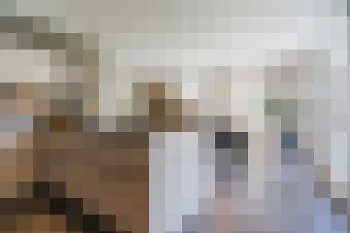 Fliere 33 Gemert thumbnail 19