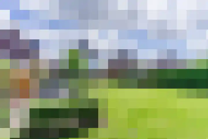 Fliere 33 Gemert foto 2