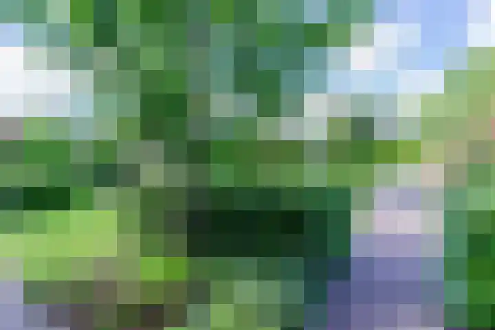 Fliere 33 Gemert thumbnail 52