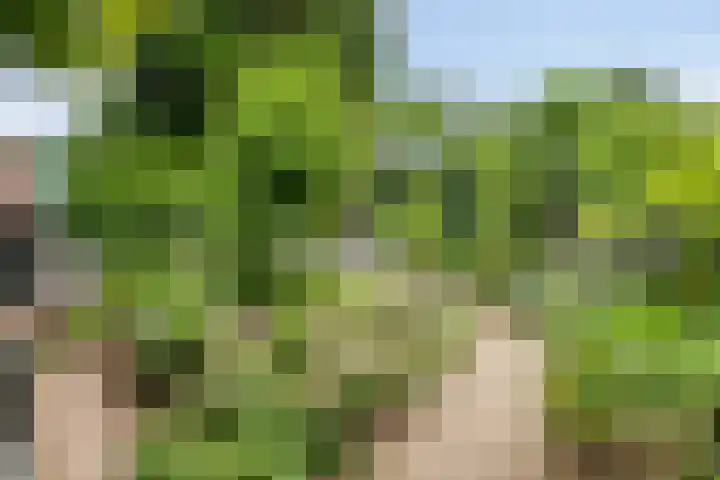 Floralaan 35 Boxmeer thumbnail 23