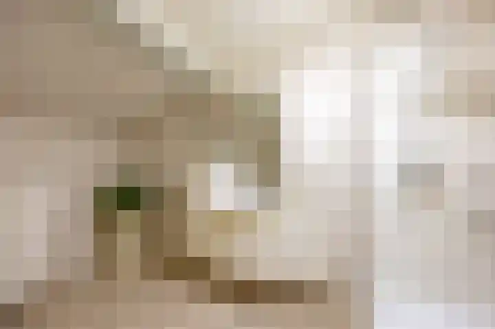 Fluitekruid 50 Venray thumbnail 24