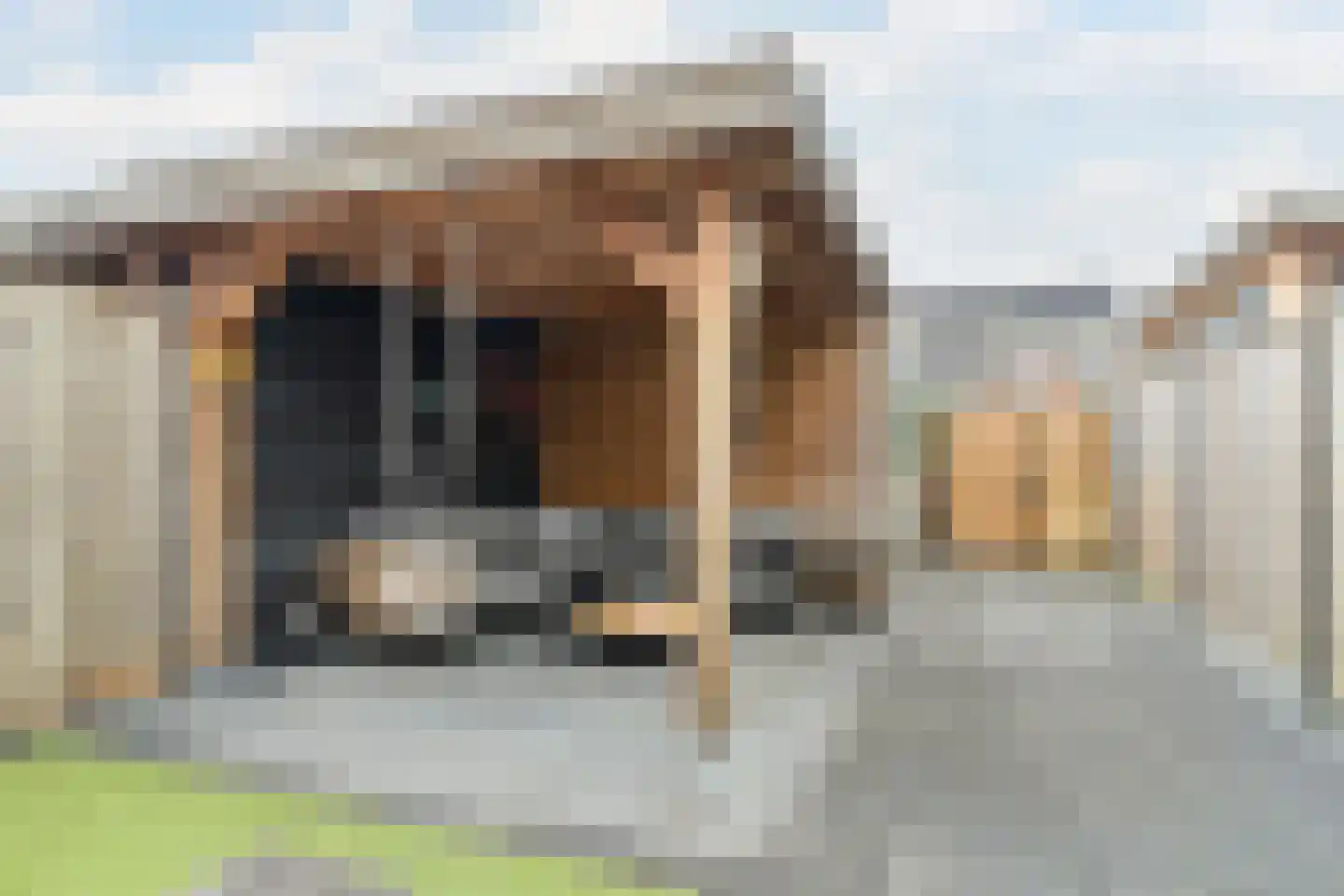 Fluitenkruid 7 Gorinchem thumbnail 19