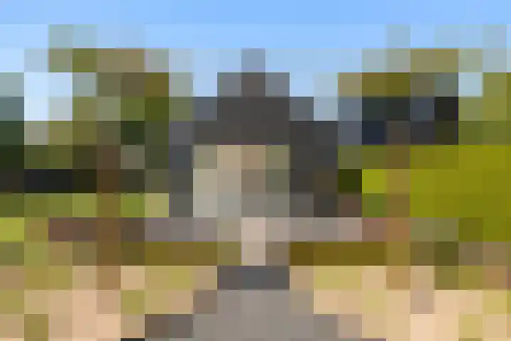 Foarwei 13 Damwâld thumbnail 35