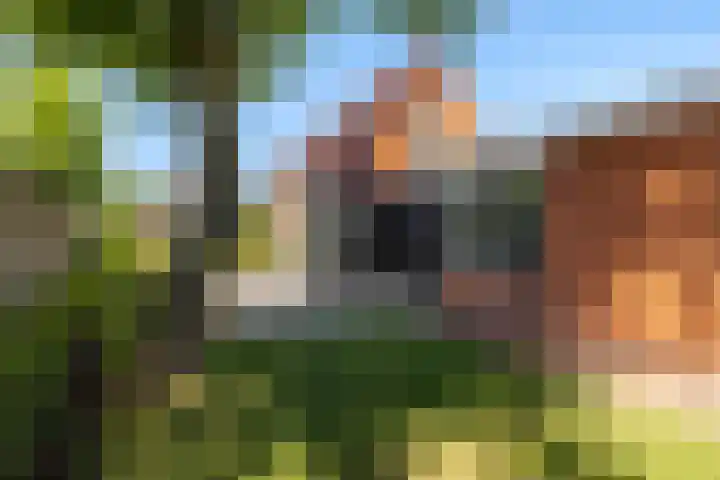 Foarwei 13 Damwâld thumbnail 9