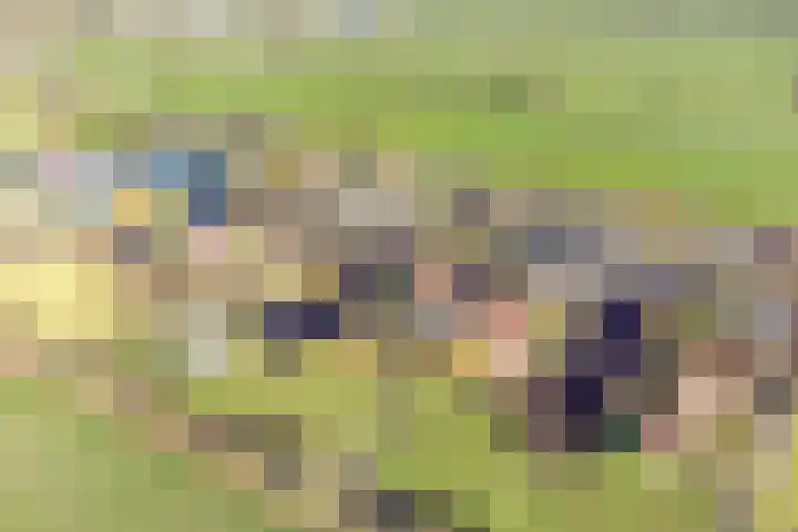 Foarwei 21 87 Aldwâld thumbnail 46