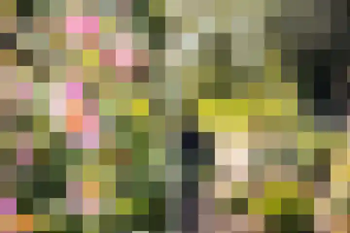 Foarwei 3 Kollumersweach thumbnail 50