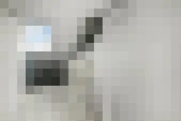 Fonteinkruid 11 Elst thumbnail 30