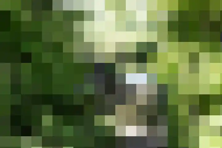 Fonteinkruid 208 Kampen thumbnail 51