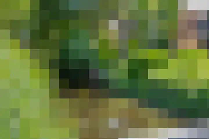 Fonteinkruid 208 Kampen thumbnail 52