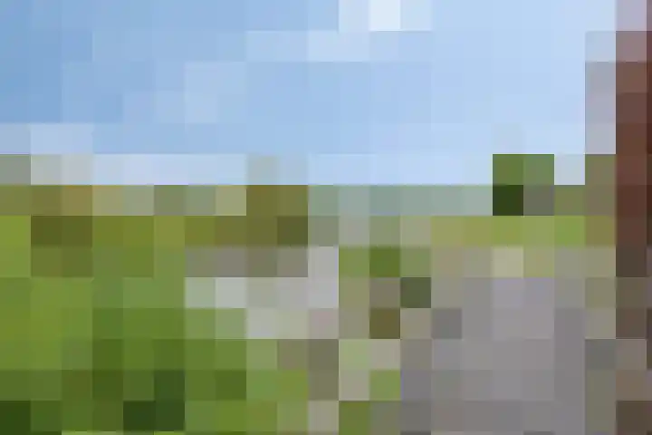 Fonteinkruid 208 Kampen thumbnail 58