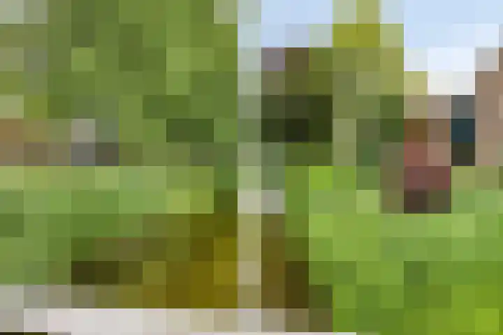 Fonteinkruid 208 Kampen thumbnail 59