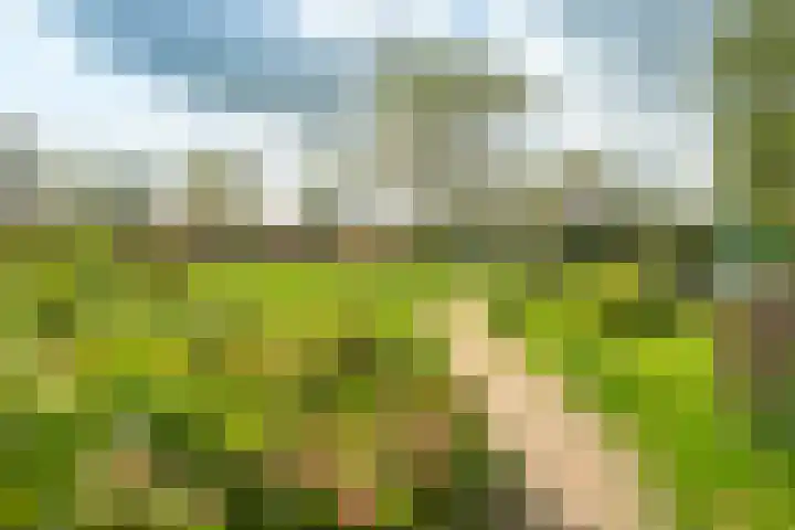 Fonteinkruid 39 Kockengen thumbnail 42