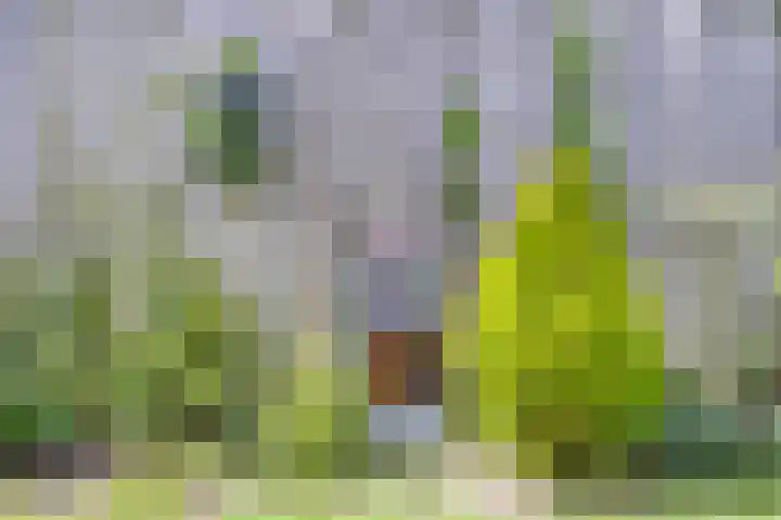 Fortuna 83 Elst thumbnail 51