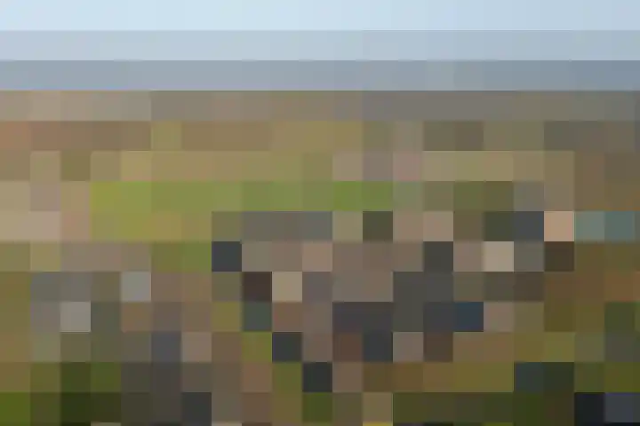 Fossa 6 Ewijk thumbnail 33