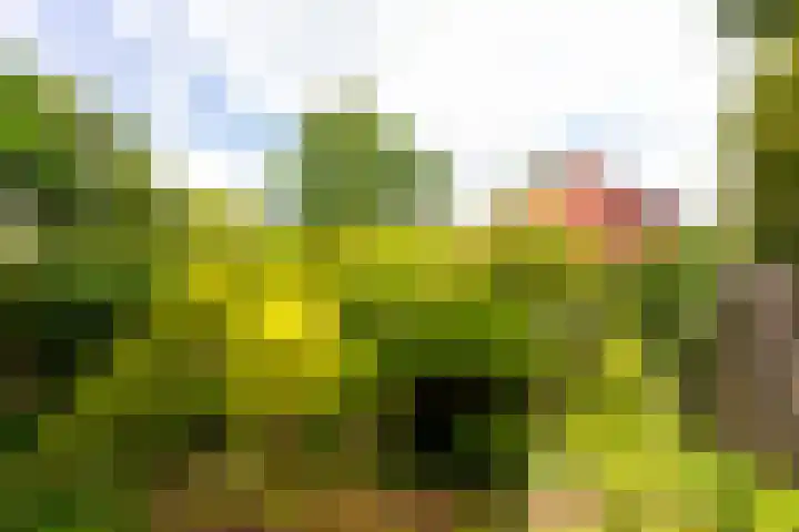 Foswerterstrjitte 12 Ferwert thumbnail 29