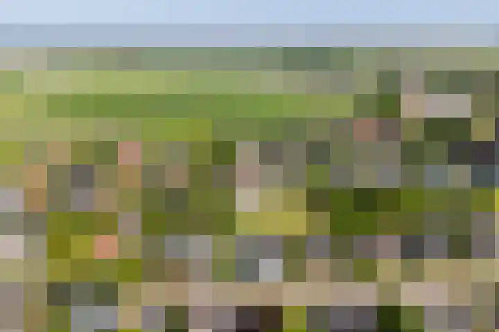 Foswerterstrjitte 12 Ferwert thumbnail 45