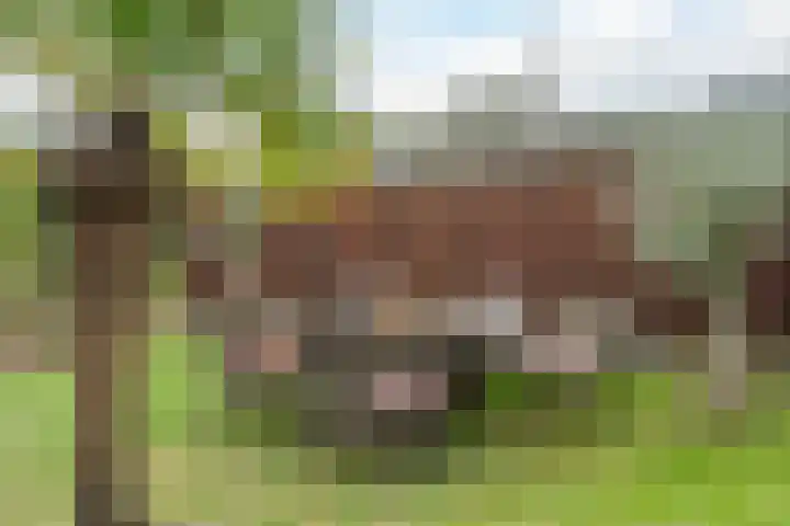 Frankenstraat 6 Heumen thumbnail 34