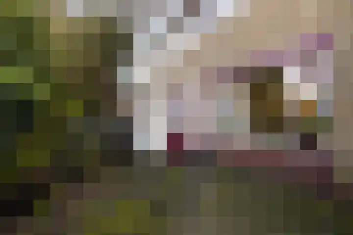 Frânskeleane 27 Bitgum thumbnail 15
