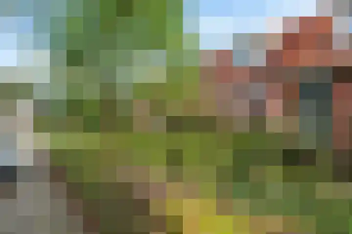 Frânskeleane 37 Bitgum thumbnail 23