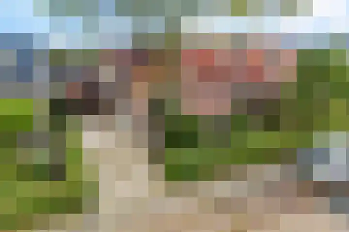 Frânskeleane 37 Bitgum thumbnail 40