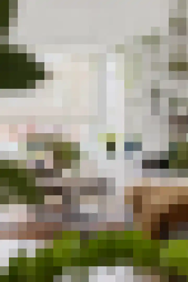 Screenshot der Website von www.fredkootmakelaardij.nl